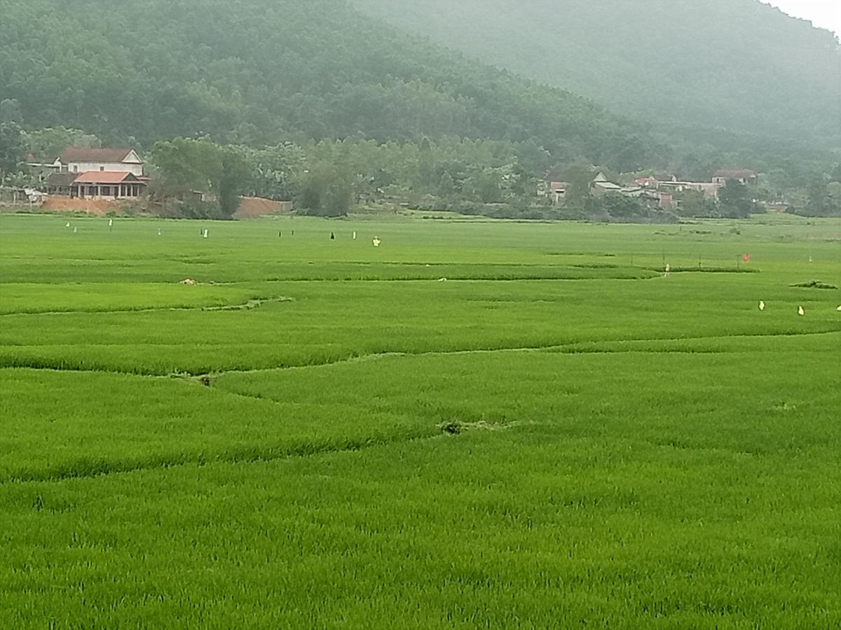 Phong Nha Rice Field Homestay ภายนอก รูปภาพ