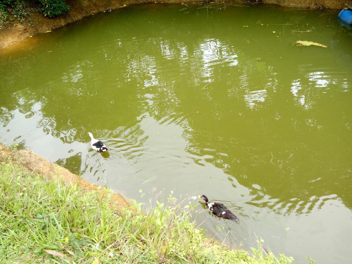 Phong Nha Rice Field Homestay ภายนอก รูปภาพ