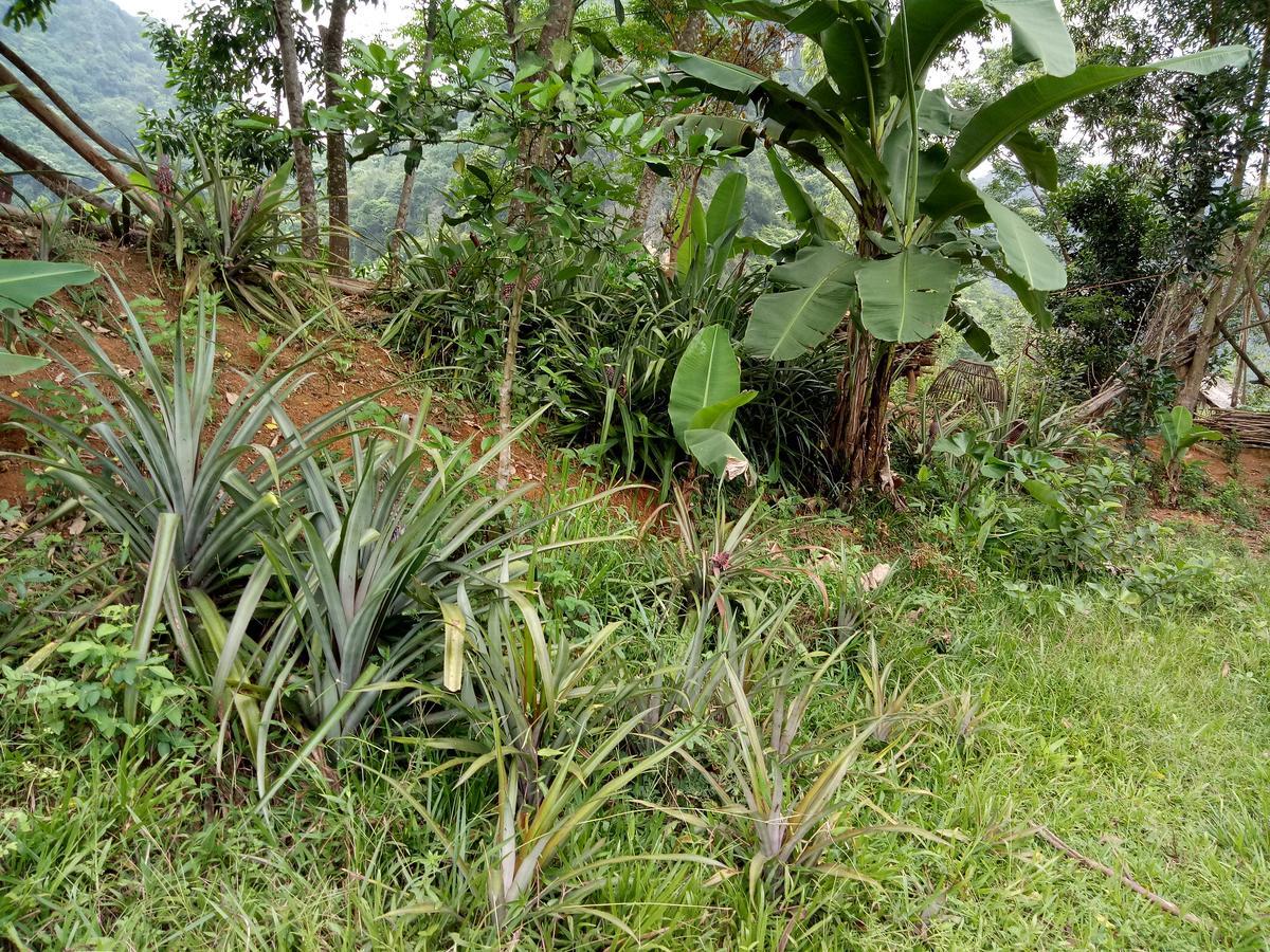 Phong Nha Rice Field Homestay ภายนอก รูปภาพ