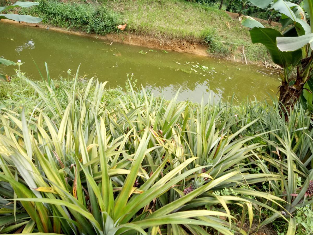 Phong Nha Rice Field Homestay ภายนอก รูปภาพ