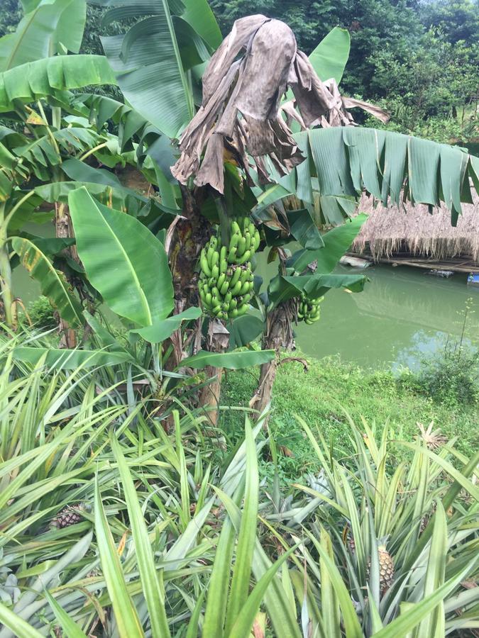 Phong Nha Rice Field Homestay ภายนอก รูปภาพ