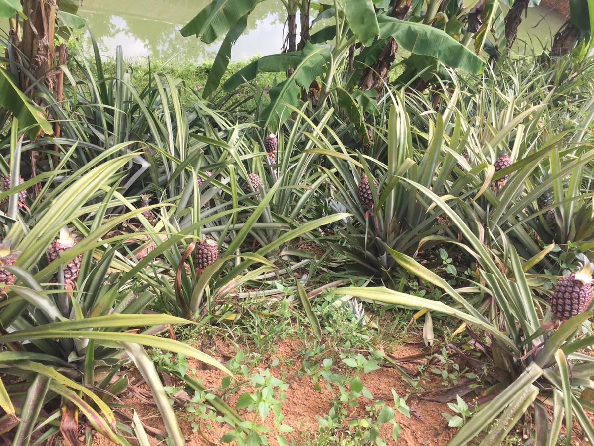 Phong Nha Rice Field Homestay ภายนอก รูปภาพ