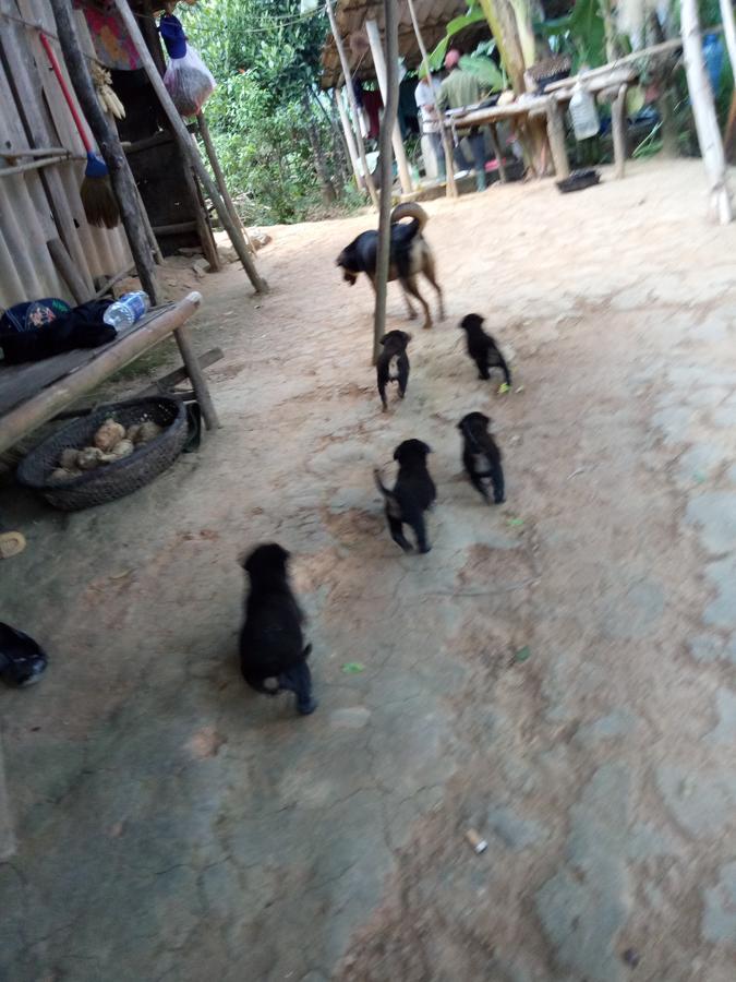 Phong Nha Rice Field Homestay ภายนอก รูปภาพ